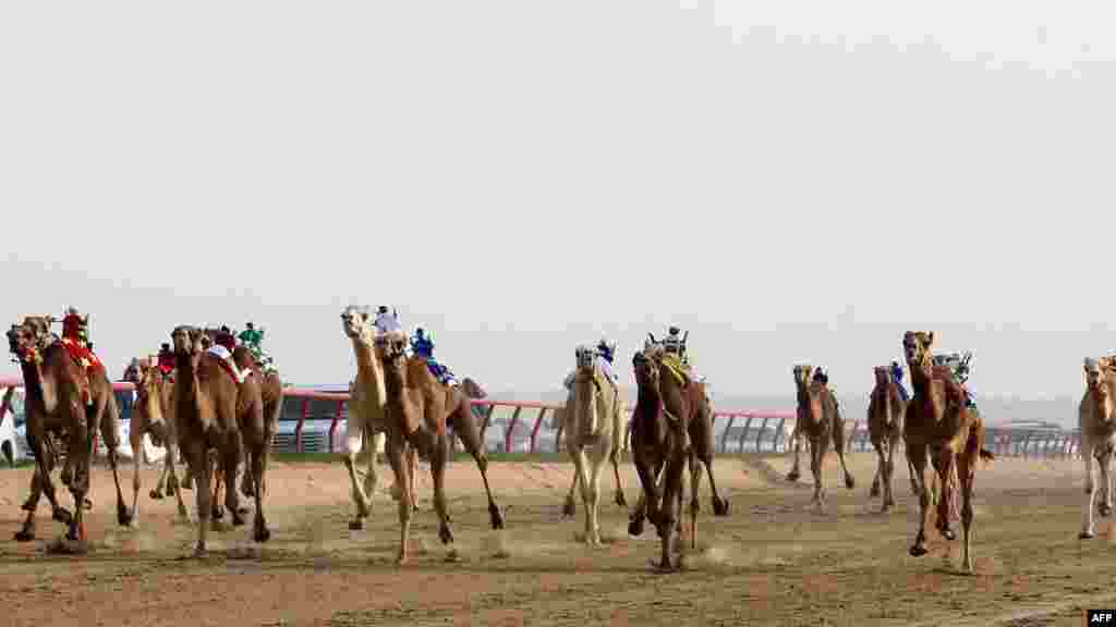 روبوٹ جوکی کے آنے سے بچوں کا جوکی کے طور پر استعمال مبینہ طور پر کم ہو چکا ہے