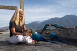 Carmen Borges, terapeuta de reiki, alimenta con un plátano a un guacamayo mientras se sienta en la azotea de su edificio, en Caracas, Venezuela. Septiembre 11, 2020.