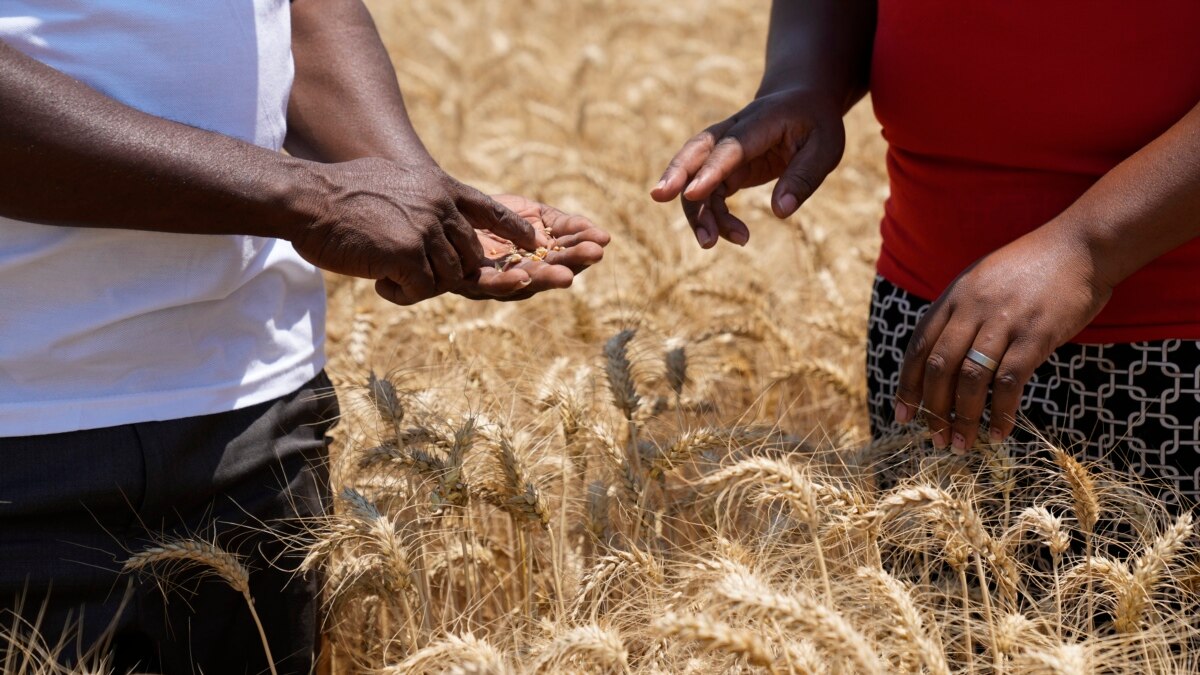 Scientists Urge Farmers to Embrace Regenerative Agriculture As Tool for Tackling Climate Change - Vimarsana News
