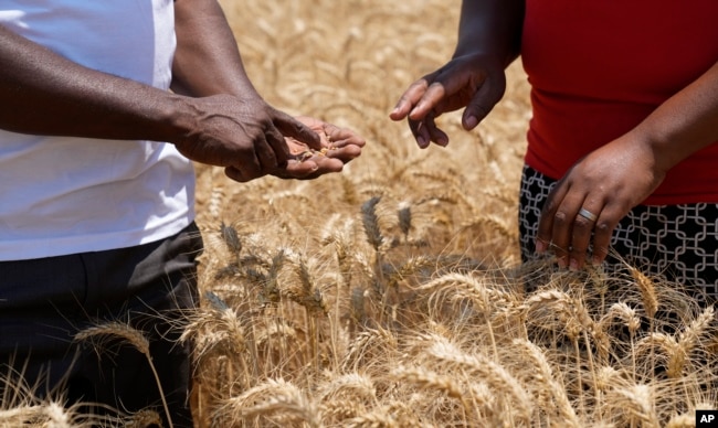 Farmers inspect wheat grain during harvest at a farm in Bindura about 88 kilometres north east of the capital Harare, Monday, Oct, 10, 2022. Zimbabwe says it is on the brink of its biggest wheat harvest in history, thanks in large part to efforts to overcome food supply problems caused by the war in Ukraine. But bush fires and impending rains are threatening crops yet to be harvested. (AP Photo/Tsvangirayi Mukwazhi)