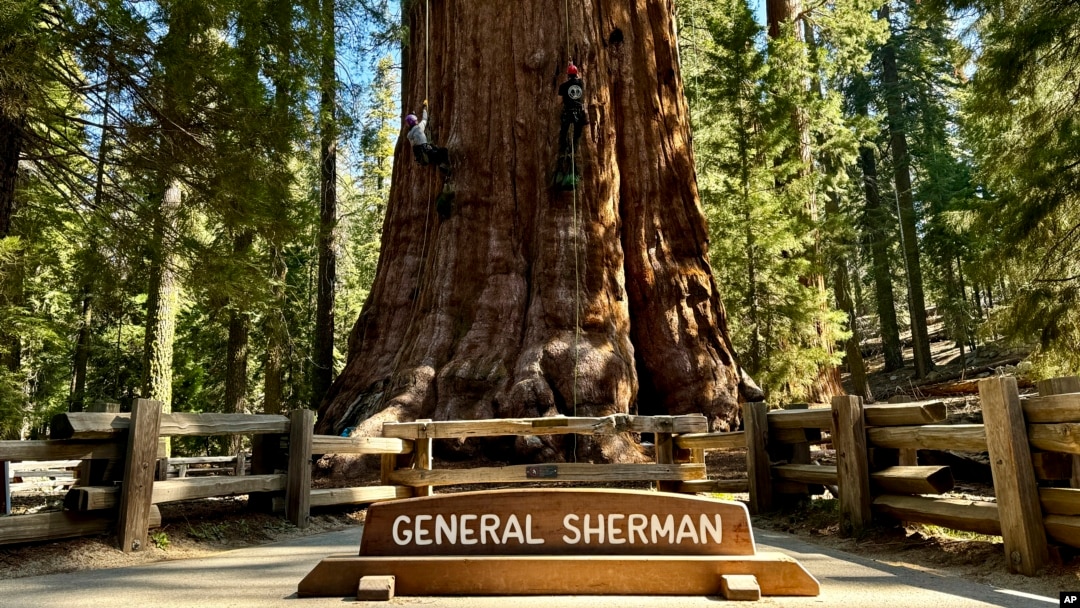 Uzmanlar, sağlık kontrolü için 2 bin 200 yıllık General Sherman adlı ağaca tırmandı.