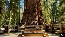 Uzmanlar, sağlık kontrolü için 2 bin 200 yıllık General Sherman adlı ağaca tırmandı.