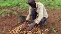 Ebola Economic Toll Stirs W. Africa Food Security Concerns