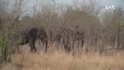 Botswana Angola Elephant Migration -- USAGM