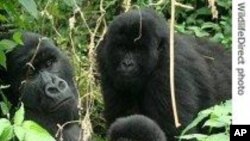 Gorilles de montagne dans le parc des Virunga