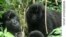 Gorilles de montagne dans le parc des Virunga