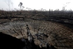 A burned tract of Amazon jungle is pictured as it is cleared by loggers and farmers near Porto Velho, Brazil, Aug. 27, 2019.