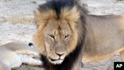 Cecil, a well-known, protected lion who lived in Zimbabwe's Hwange National Park, is seen in this frame grab taken from a November 2012 video made available by Paula French.