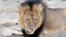 Cecil, a well-known, protected lion who lived in Zimbabwe's Hwange National Park, is seen in this frame grab taken from a November 2012 video made available by Paula French.