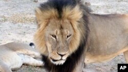 Cecil, salah satu singa kebanggaan Zimbabwe, saat masih hidup di taman nasional Hwange (foto: dok).