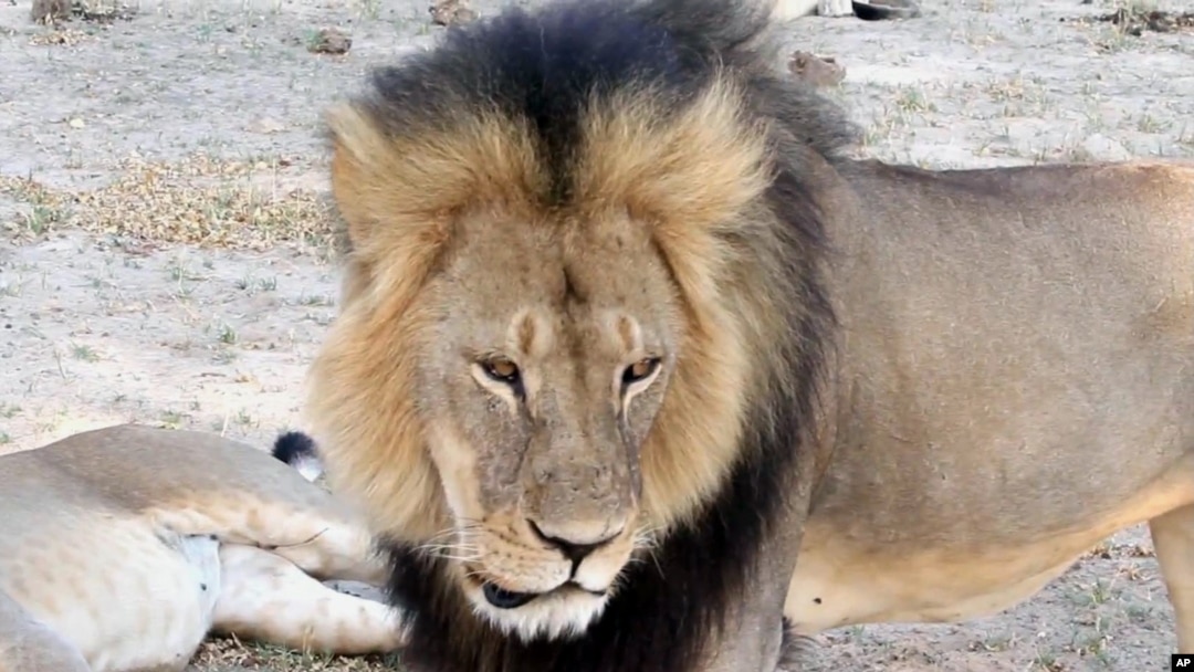 Zaki mai suna Cecil da Walter Palma ya kashe a Zimbabwe