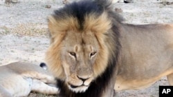 Cecil, a well-known, protected lion who lived in Zimbabwe's Hwange National Park, is seen in this frame grab taken from a November 2012 video made available by Paula French.