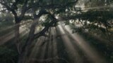 Sunrise through an oak-hickory forest canopy at Tyson Research Center, Washington University in St. Louis, Missouri. (Jonathan Myers)