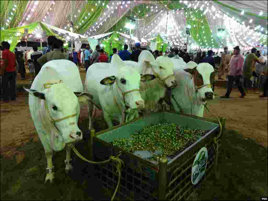 کراچی: مویشی منڈی مین ایک کیٹل فارم کے اعلیٰ نسل کے گائے بیل