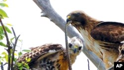 FILE - A redtail hawk feeds a snake to one of her young ones at the Rocky Mountain Wildlife Refuge in Commerce City, Colo., June 5, 2009. The Trump administration moved forward Nov. 27, 2020, on removing some federal protection for the nation's birds.