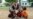Hunger drives starving Sudanese to seek refuge abroad