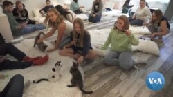 Kitten Lounge Offers Play Time with Kittens and Hopefully Adoptions