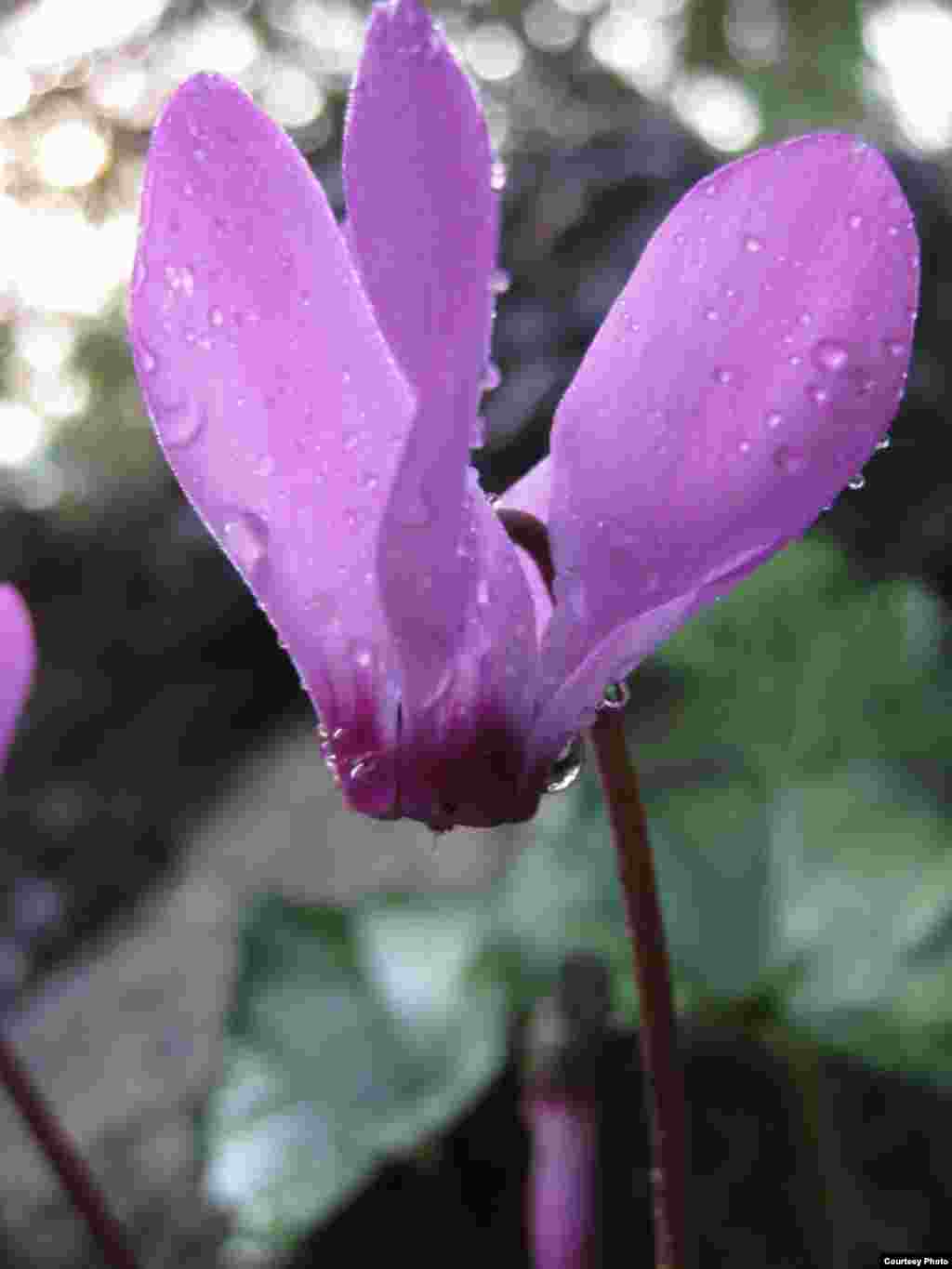 Persian Cyclamen (Cyclamen persicum) is the national flower of Israel.&nbsp;A winter flower, the flower is upside down. (Garden's)