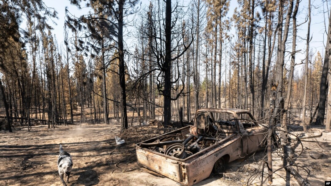Un perro llamado Zippy pasa junto a un camión destruido el jueves 22 de julio de 2021, perteneciente a su dueño, Gauge Clark, cuya casa fue destruida por el incendio Bootleg cerca de Bly, Oregon (Foto AP / Nathan Howard).