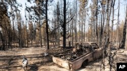 Un perro llamado Zippy pasa junto a un camión destruido el jueves 22 de julio de 2021, perteneciente a su dueño, Gauge Clark, cuya casa fue destruida por el incendio Bootleg cerca de Bly, Oregon (Foto AP / Nathan Howard).