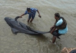 People try to save a short-finned pilot whale beached in Bangkalan, Madura island, Feb. 19, 2021.