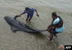 People try to save a short-finned pilot whale beached in Bangkalan, Madura island, Feb. 19, 2021.