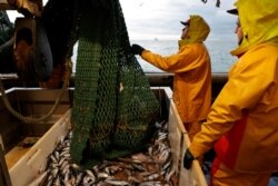 FILE - Fishermen empty a fishing net aboard the Boulogne-sur-Mer based trawler "Nicolas Jeremy" in the North Sea, off the coast of northern France, Dec. 7, 2020. French fishermen net a quarter of their northeastern Atlantic catch in British waters.