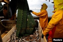 FILE - Fishermen empty a fishing net aboard the Boulogne-sur-Mer based trawler "Nicolas Jeremy" in the North Sea, off the coast of northern France, Dec. 7, 2020. French fishermen net a quarter of their northeastern Atlantic catch in British waters.