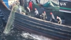 韩国渔民称中国船队滥捕海洋生物