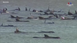 Ավստրալիայում շուրջ 270 կետաձկների մարմիններ խրված են ավազի մեջ. գիտնականները հայտնել են, որ առնվազն 25-ն անկել են