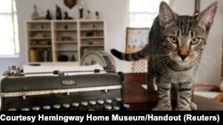 One of six-toed cats felines descended from a tomcat named Snow White that the acclaimed American author Ernest Hemingway adopted while he lived there in the 1930s, is seen in this undated photo at the Hemingway Home Museum in Key West, Florida.