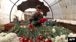 Abu Ahmad, karyawan Rateb Hosrom, menyiapkan bunga anyelir yang baru dipanen di rumah kacanya, untuk dijual ke toko bunga di Idlib, barat laut Suriah, 21 Februari 2021. (OMAR HAJ KADOUR/AFP)