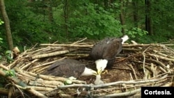 Dos águilas calvas adultas alimentan un polluelo en un nido de uno de los refugios de vida silvestre y reproducción de la especie, auspiciado por la American Eagle Foundation que trabaja en la conservación y educación sobre el ave nacional de EEUU. [Foto: cortesía AEF]