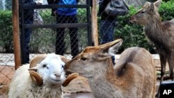 A ram named Changmao who has formed an inseparable bond with a female deer named Chunzi, spend time together at the Yunnan Wild Animal Park in Kunming, Yunnan Province, December 2, 2011