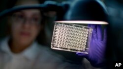 FILE - A microbiologist reads a panel to check on a bacterium's resistance to an antibiotic in the Infectious Disease Laboratory at the federal Centers for Disease Control and Prevention in Atlanta.