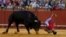 Spanish matador Miguel Angel Delgado is tackled by a bull during a bullfight in Seville, southern Spain.
