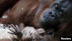 Orangutan Theodora dan bayinya, Java, di Kebon Binatang Jardin des Plantes di Paris, Perancis, 24 Oktober 2018. 