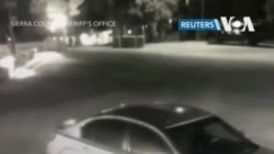 Медведь в автомобиле