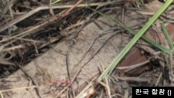 비무장지대 폭발 사건 조사현장에서 발견된 북한군 수지 반보병지뢰. (출처: 한국 합참)