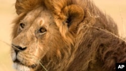 Animals that attract a lot of trophy hunters include lions.