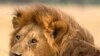 Indigestion Can Protect Africa's Lions