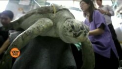 کچھووں کی کروڑوں سال پرانی نسل بچانے کی کوشش