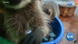 Russian Family Rescues and Raises Raccoons