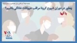 توصیه نهاد آمریکایی برای مقابله با شیوع کرونا؛ چطور در دوران شیوع کرونا مراقب حیوانات خانگی باشیم؟