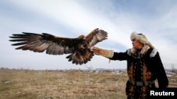 Being able to train eagles is a feather in this man's cap. Arman Kushkarov trains a golden eagle outside of the village of Shamalgan, in Almaty region, Kazakhstan, December 14, 2016. (REUTERS/Shamil Zhumatov)