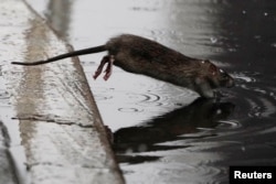 FILE - A rat jumps into a puddle in the snow in the Manhattan borough of New York City on December 2, 2019. (REUTERS/Carlo Allegri/File Photo)
