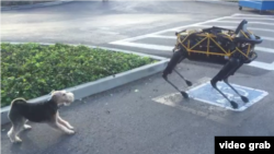 Spot, a robot dog, plays with a real life dog, Alex.