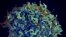 Climate Change Virus Spread