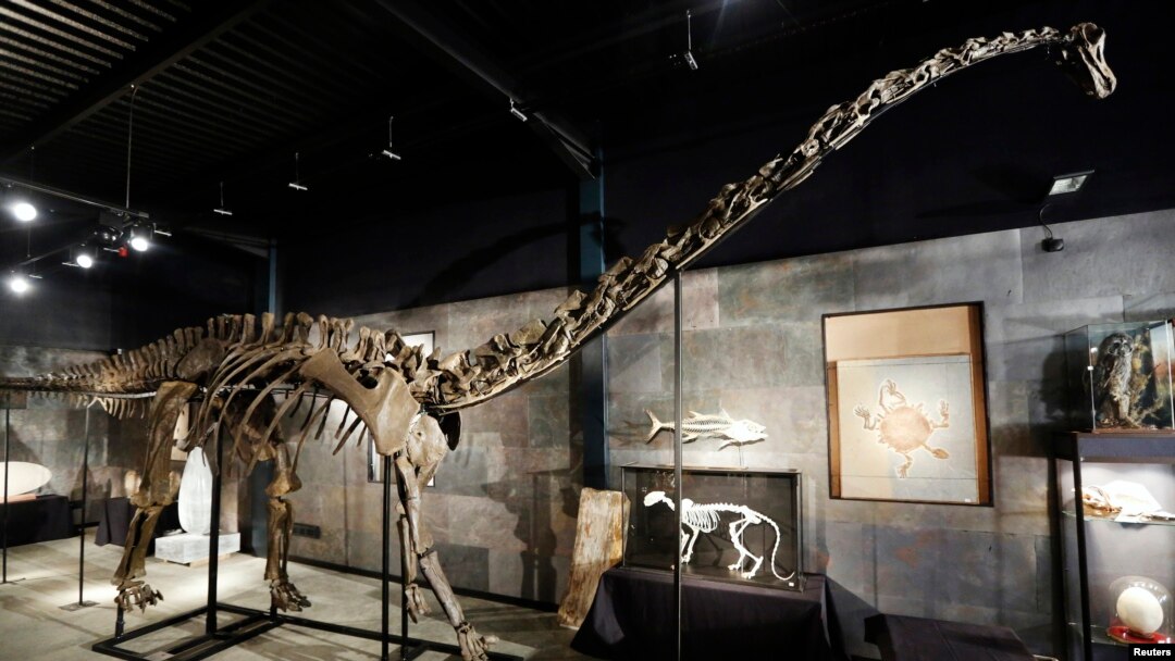 Misty, kerangka dinosaurus diplodocus, di lembaga lelang Summers Place di Billingshurst, Inggris bagian selatan (25/11). (Reuters/Luke MacGregor)
