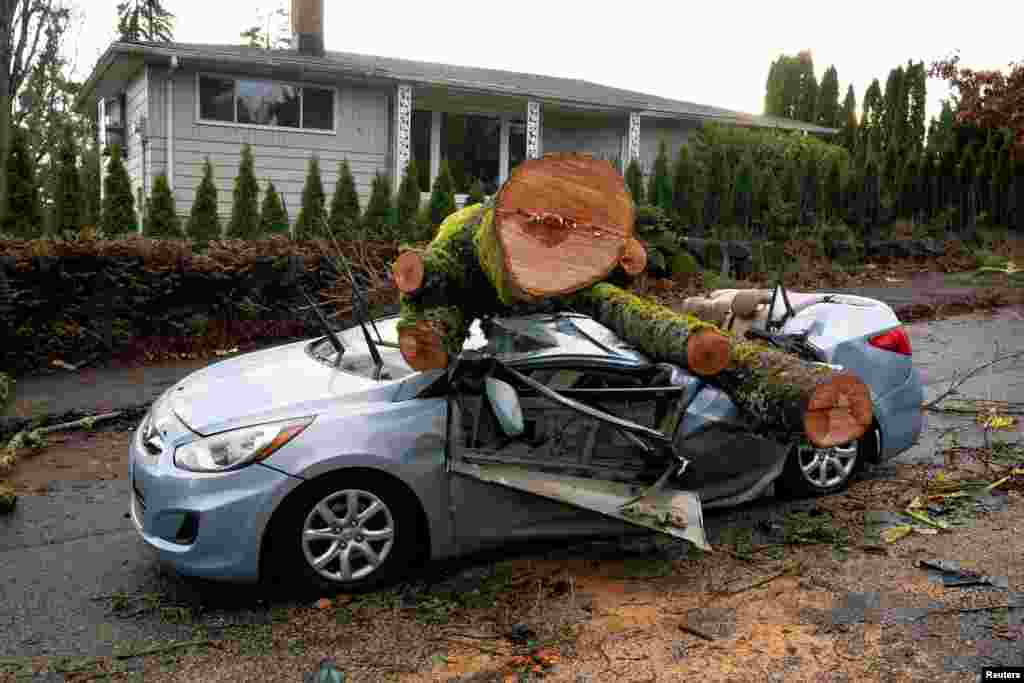 A fallen histrion   sits atop a car   aft  a almighty  tempest  deed  the U.S. Pacific Northwest and occidental  Canada, causing powerfulness  outages successful  Washington, Oregon, California, and British Columbia portion    wreaking havoc connected  roadworthy  travel, successful  Seattle, Washington, Nov. 20, 2024.